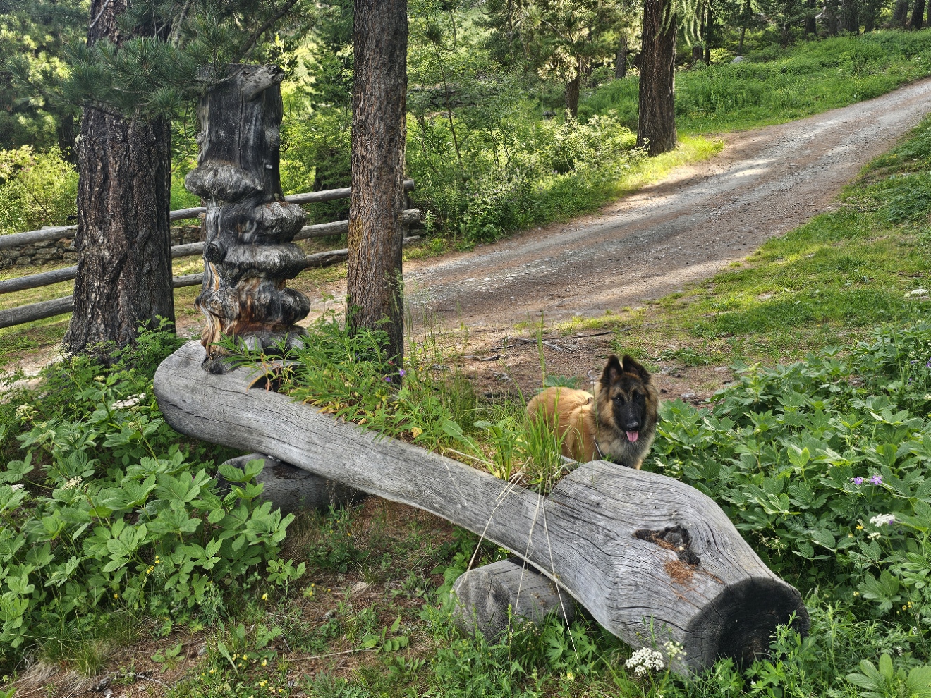 Waldbaden mit Hund